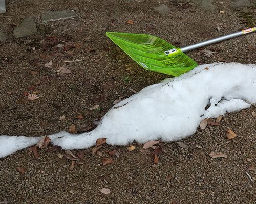 標本雪①